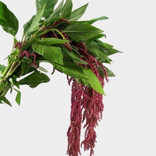 Amaranthus Red Hanging 70cm