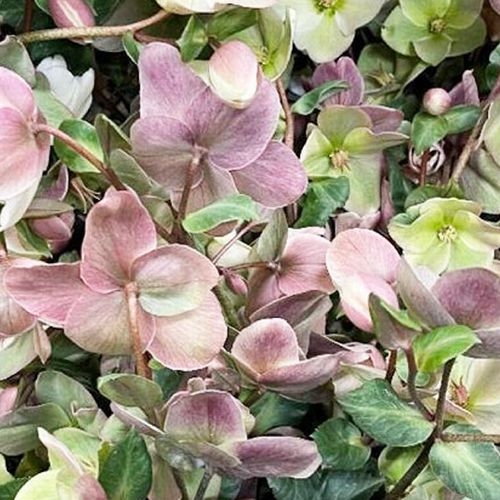 Helleborus Pink