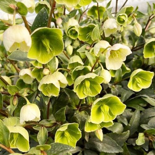 Bulk flowers online - Helleborus Green
