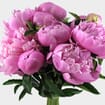 Peony Flower Hot Pink