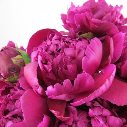 Bulk flowers online - Peony Flower Hot Pink