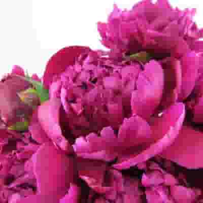 Peony Flower Hot Pink