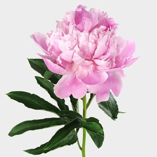 Wholesale flowers prices - buy Peony Flower Light Pink in bulk