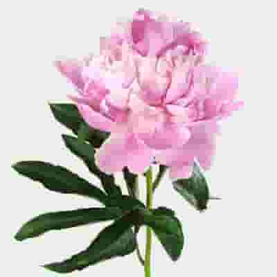 Peony Flower Light Pink 