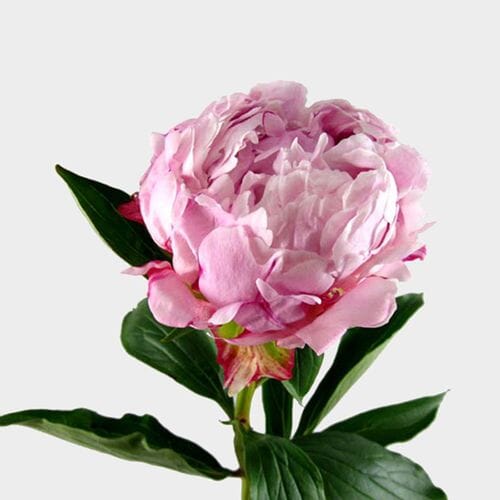 Bulk flowers online - Peony Flower Pink