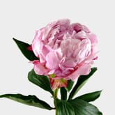 Peony Flower Pink 