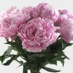 Peony Flower Pink 