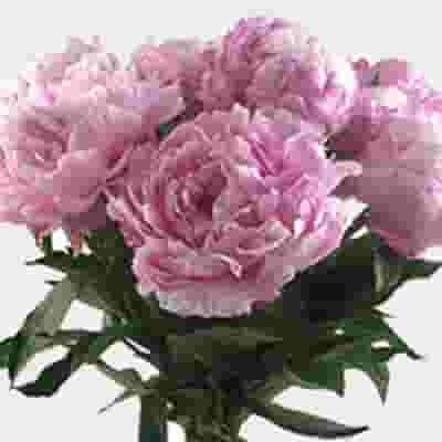 Peony Flower Pink 