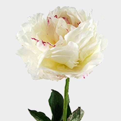 Peony Flower White