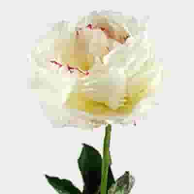 Peony Flower White 