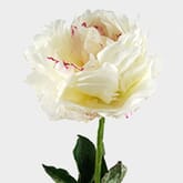 Peony Flower White 