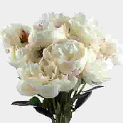 Peony Flower White 