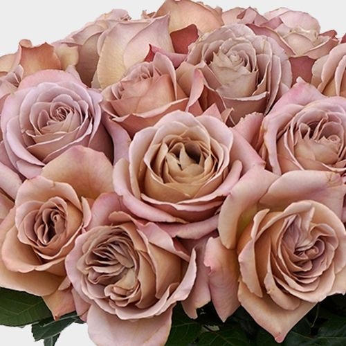 Garden Rose Caffe Latte -mauve Bulk