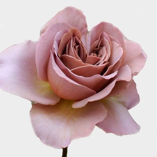 Bulk flowers online - Garden Rose Caffe Latte -mauve Bulk