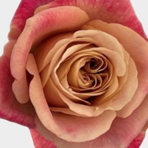 Bulk flowers online - Garden Rose Symbol Bi-color - Bulk