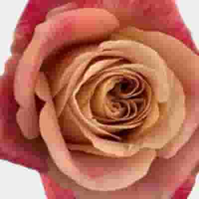 Garden Rose Symbol Bi-color - Bulk