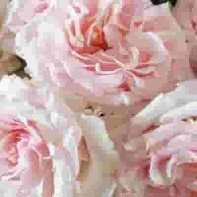 Garden Rose Wedding Rosever Spray Pink - Bulk