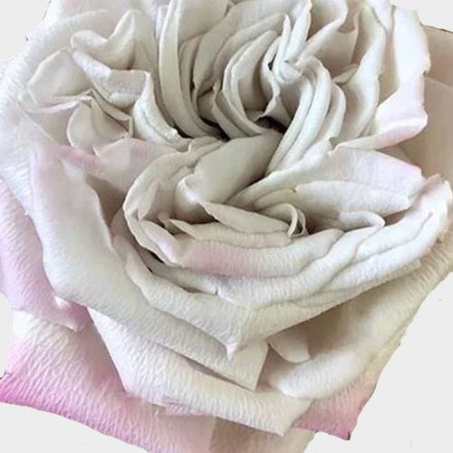 Wholesale flowers: Garden Rose Westminister - Bi-color Bulk