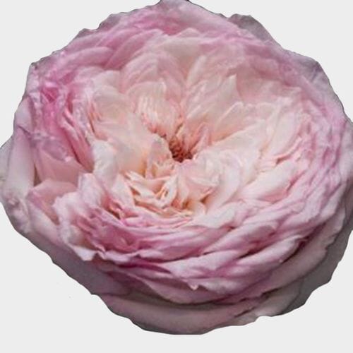 Bulk flowers online - Garden Rose Special Bride Light Pink - Bulk