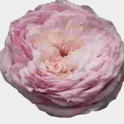 Garden Rose Special Bride Light Pink - Bulk