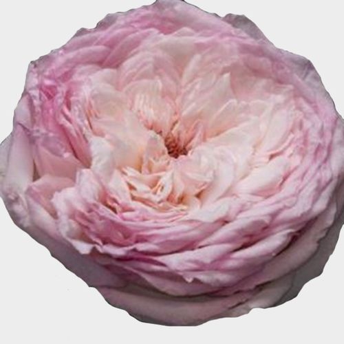 Garden Rose Special Bride Light Pink - Bulk