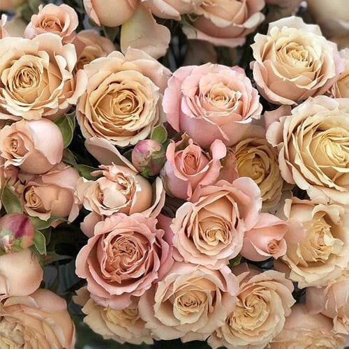 Bulk flowers online - Rose Sahara Sensation Spray Roses - Bulk