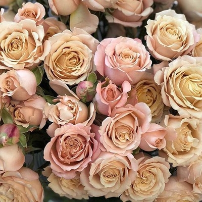 Rose Sahara Sensation Spray Roses - Bulk - Wholesale - Blooms By The Box