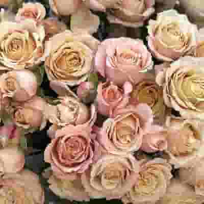 Rose Sahara Sensation Spray Roses - Bulk