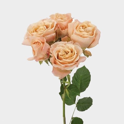 Rose Sahara Sensation Spray Roses - Bulk - Wholesale - Blooms By The Box