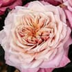 Garden Rose Miyabi Pink - Bulk