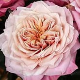 Garden Rose Miyabi Pink - Bulk