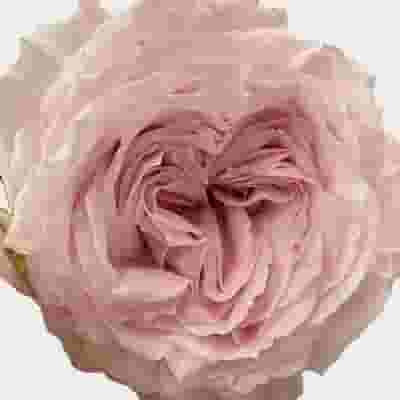 Garden Rose Tsumugi Light Pink- Bulk
