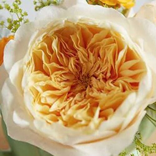 Wholesale flowers prices - buy Garden Rose Effie Apricot - Bulk in bulk