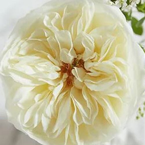 Wholesale flowers prices - buy Garden Rose Leonora Cream - Bulk in bulk