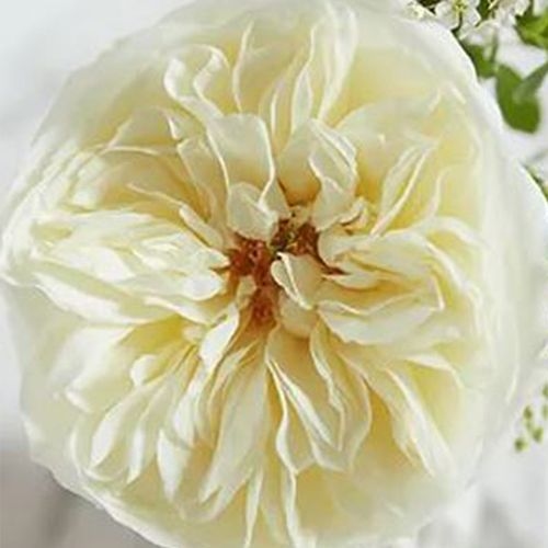 Garden Rose Leonora Cream - Bulk - Wholesale - Blooms By The Box