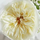 Garden Rose Leonora Cream - Bulk