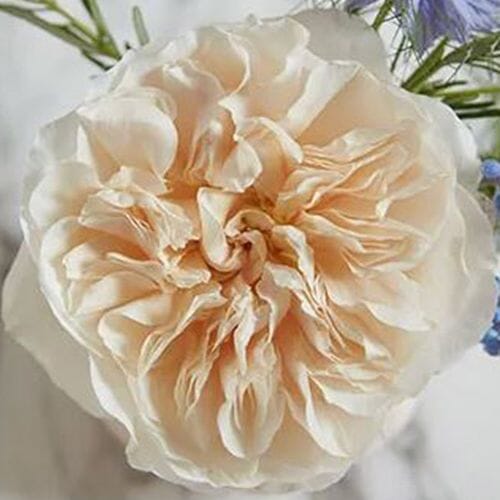 Wholesale flowers prices - buy Garden Rose Eugenie Peach - Bulk in bulk