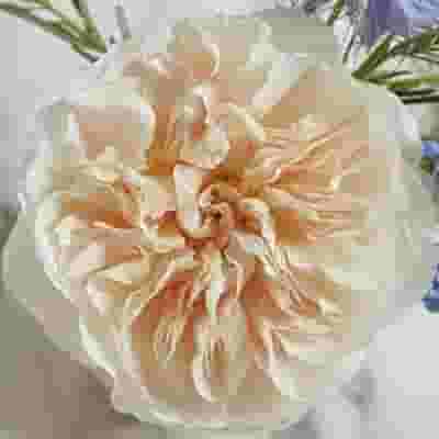 Garden Rose Eugenie Peach - Bulk