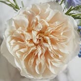 Garden Rose Eugenie Peach - Bulk