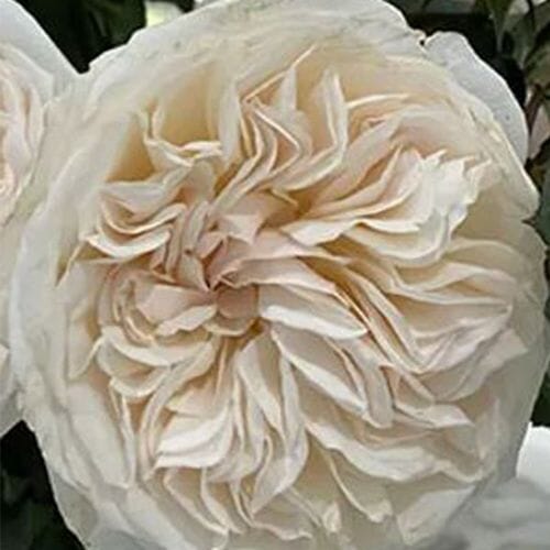 Wholesale flowers prices - buy Garden Rose Bessie Cream - Bulk in bulk