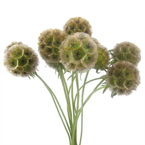 Wholesale flowers prices - buy Scabiosa Pods (10 bunches) in bulk