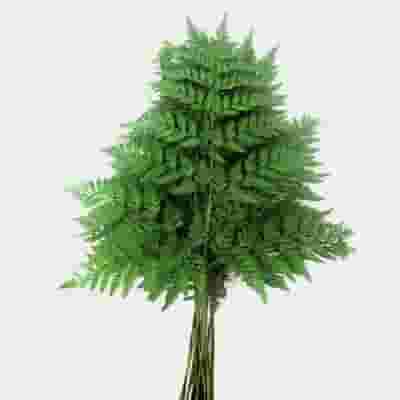 Leather Leaf Fern - Bulk