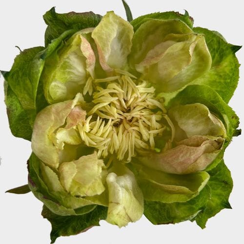 Wholesale flowers prices - buy Veggie Rose Bi-color in bulk