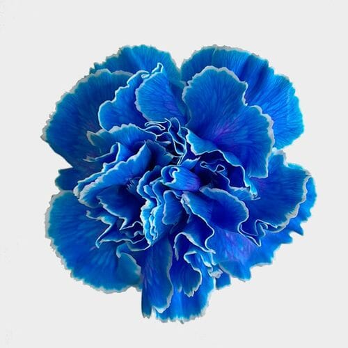 Wholesale flowers: Carnations Blue Fancy