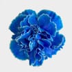 Carnations Blue Fancy