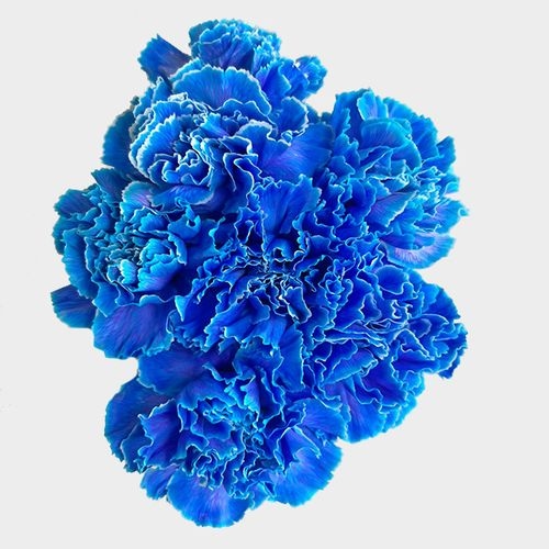Carnations Blue Fancy