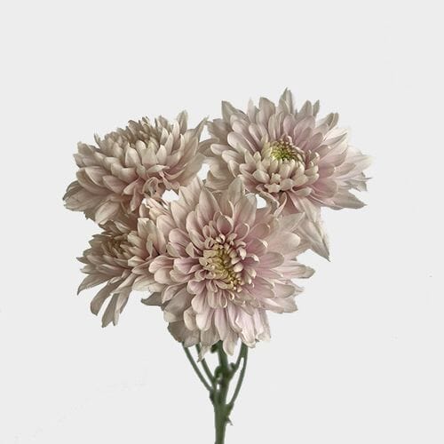 Bulk flowers online - Cushion Pompon Peach