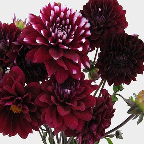 Wholesale flowers: Dahlias 5 Bunch (50 Stems) - Burgundys