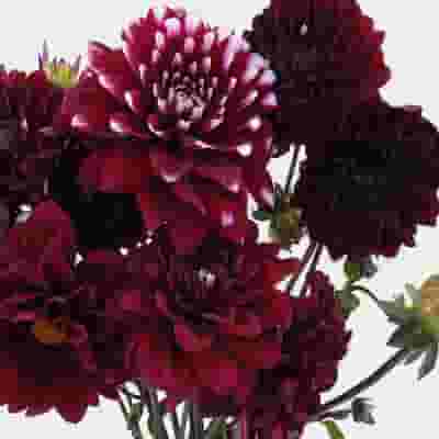 Dahlias 5 Bunch (50 Stems) - Burgundys