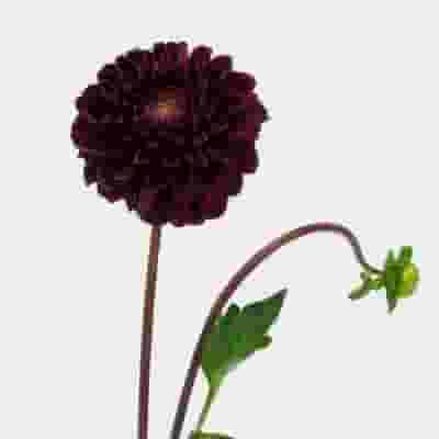 Dahlias 5 Bunch (50 Stems) - Burgundys